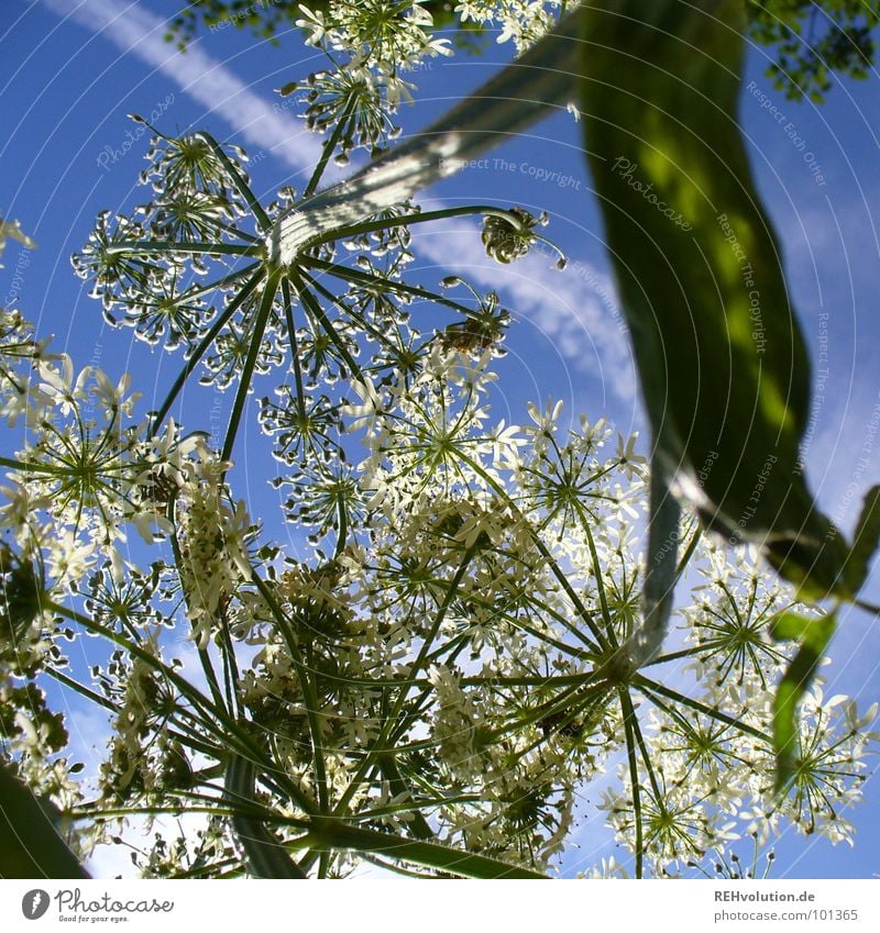 Shadow dispenser for beetles Plant Flower Growth Blossom Clouds Ambitious Flourish Brilliant Summer's day Green White Fresh Lighting Meadow Air Power Force Sky