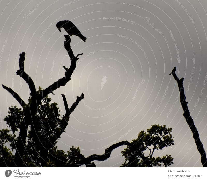 The two tree guards Bird Tree Crow Black White Gray Dark Dreary Washed out Leaf Clouds Raven birds Calm Infinity Life Night Grief Transience Come Going Guard