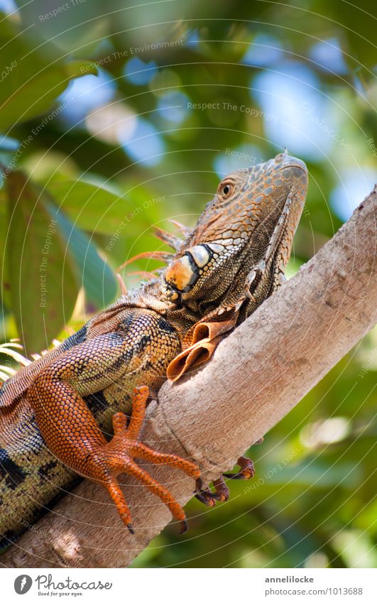 iguana Vacation & Travel Adventure Summer vacation Environment Nature Animal Beautiful weather Branch Mangrove Forest Virgin forest Caribbean Wild animal Iguana