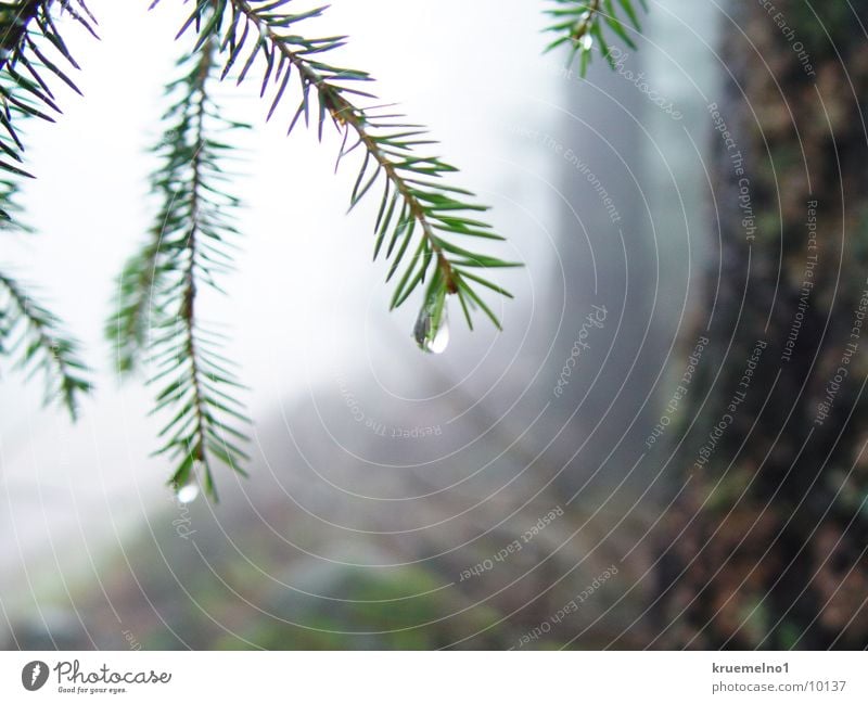 water drops Drops of water Coniferous trees Forest Twig Fir needle