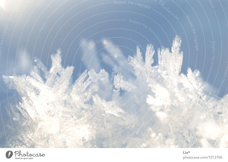 Ice crystals II Winter Frost Snow Cold Blue White Snow crystal Frozen Winter mood Growth Crystal structure Glittering Shallow depth of field Copy Space top