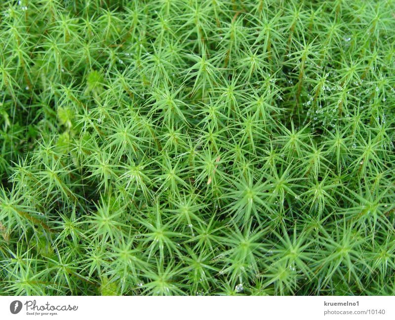 moss Plant Green Macro (Extreme close-up)