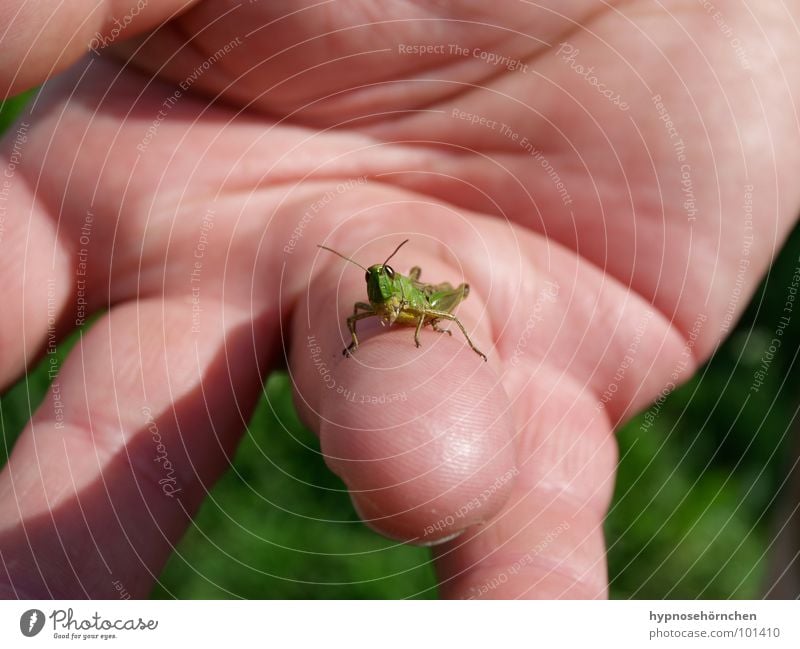 Look at this! Locust Green Insect Hand Fingers House cricket Nature