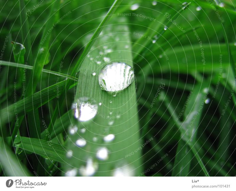 Pearled Grass Wet Green Meadow Drops of water Rain Reflection Relaxation Calm Water Macro (Extreme close-up) Close-up studded with pearls Nature plant