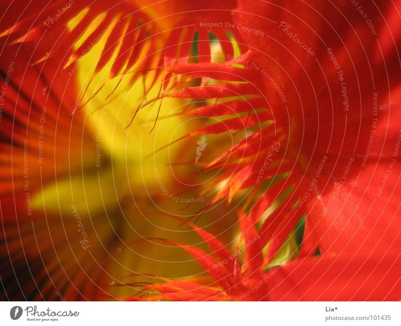 firecracker Flower Red Flame Fire Blossom Yellow Hot Garden Blossoming Lighting Multicoloured Colour Blaze Macro (Extreme close-up) Close-up Plant Capuchins