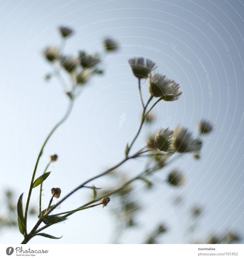 airy 1 Chamomile Blur Aperture Fresh Healthy Blue Sky Above Joy Medicinal plant