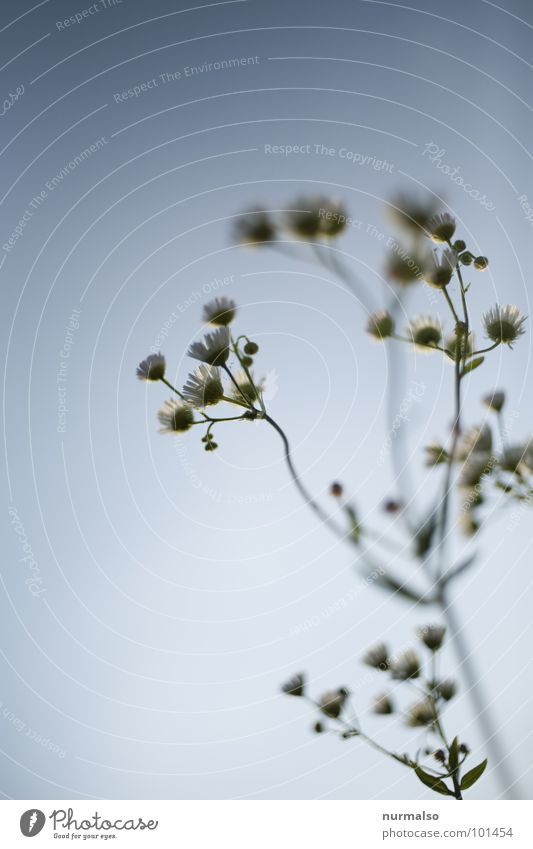 Chamomile 2 Blur Aperture Fresh Healthy Blue Sky Above Joy Medicinal plant