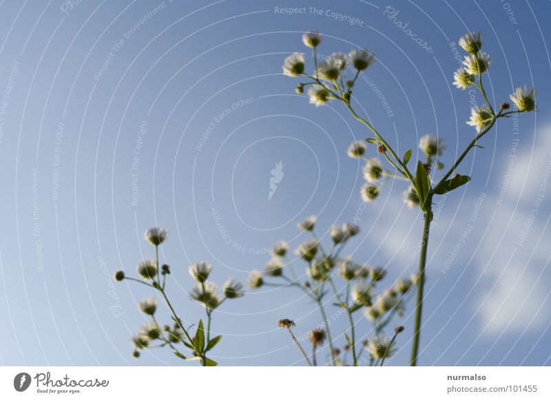 Chamomile 3 Blur Aperture Fresh Healthy Blue Sky Above Joy Medicinal plant