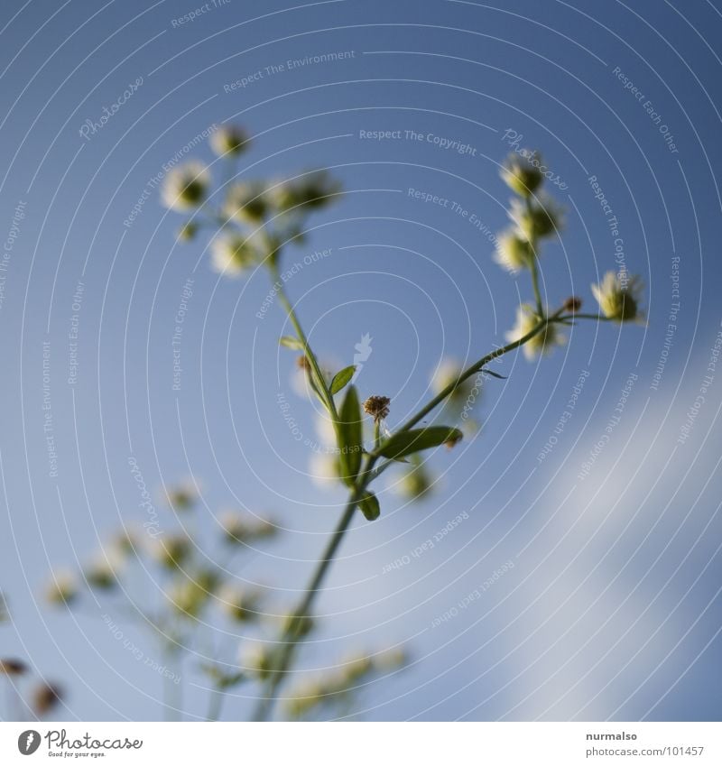 airy 4 Chamomile Blur Aperture Fresh Healthy Blue Sky Above Joy Medicinal plant