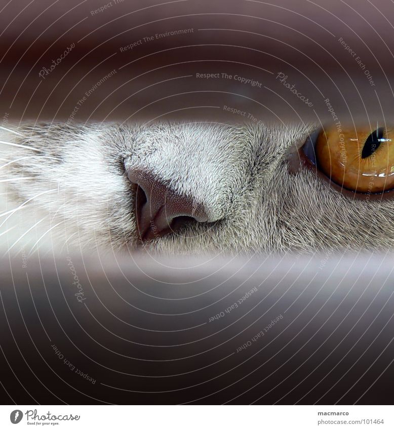 I see you, you see me too? Cat Animal Vista Pelt Amber Whisker Fix Mystic Enchanting Intensive Senses Macro (Extreme close-up) Close-up Mammal Cat eyes