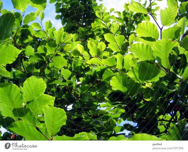 In the Garden of Eden VI Tree Green Summer Spring Mount Eden Deities Yellow Clouds Blue Branch Tree trunk Sun Weather God Joy Nature