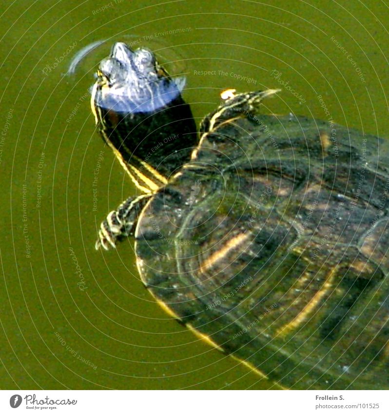 pond animal Green Turtle Air bubble Well-being Breathe Beautiful Water Armor-plated paddle fins Structures and shapes