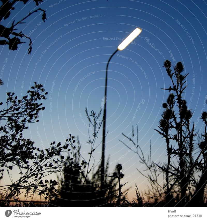 street light gloaming Twilight Evening Lamp Street lighting Lantern Glow Lighting Plant Nature Moody Silhouette Electrical equipment Technology Dusk