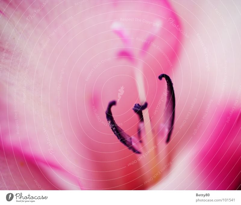 grippers Blossom Flower Plant Blossom leave Calyx Botany Pink Violet Summer Spring Stamen Macro (Extreme close-up) Close-up Pistil carpels Blossoming blossomed