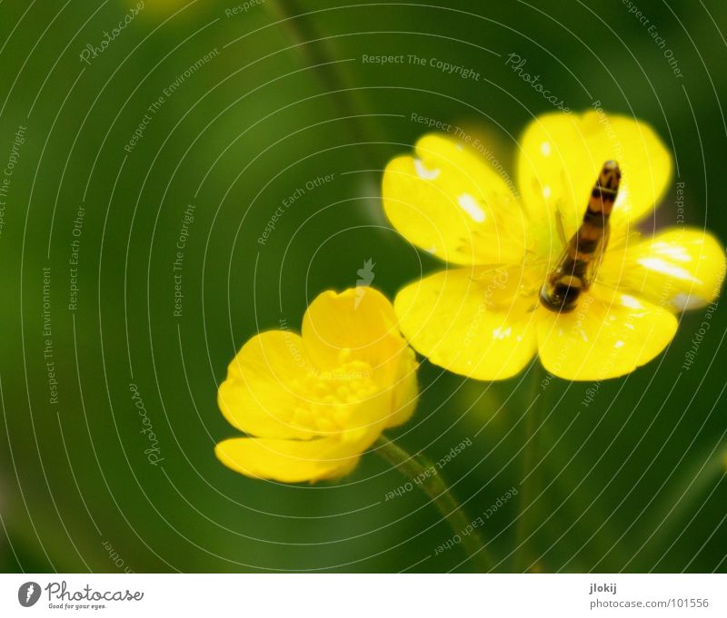 headstand Hover fly Go crazy Suck Stamen Striped Bumble bee Bee Wasps Pierce Insect Long Thin Sprinkle Compound eye Plant Animal Living thing Small Flower