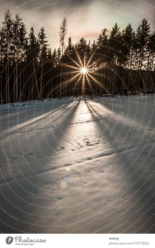 A little sun... Life Harmonious Contentment Calm Meditation Nature Sun Sunlight Winter Beautiful weather Snow Forest Star (Symbol) Illuminate Exceptional