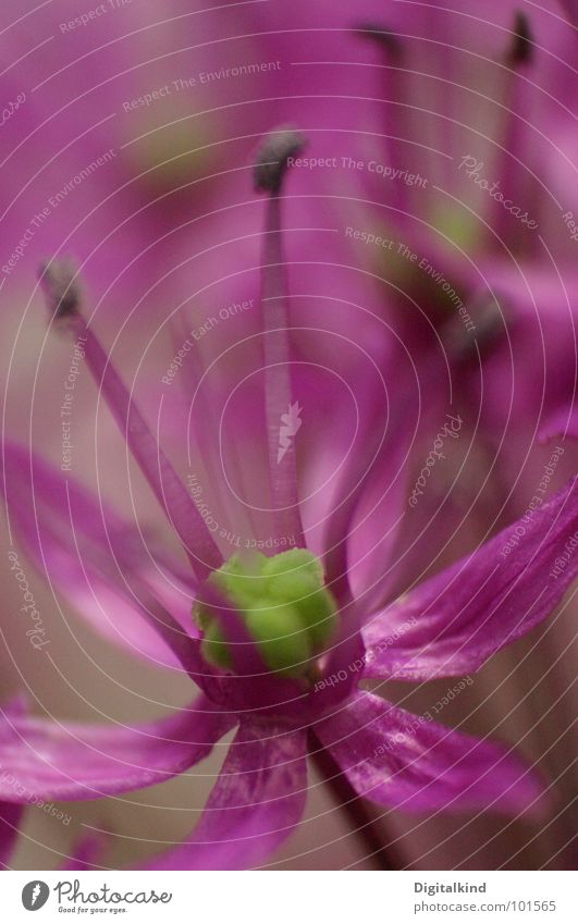 Leek! Ornamental garlic!! (3) Violet Pale blue Stalk Green Plant Living thing Blossom Harmonious Round Decoration Beautiful Flower Growth Interior shot