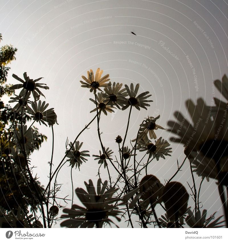 TROPICANA Flower Plant Blossom Blossom leave Chamomile Growth Worm's-eye view Insect Back-light Muddled Palm tree Virgin forest Closed Summer Upward Sky