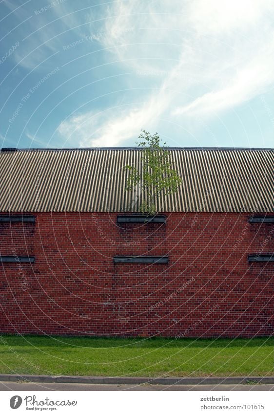 roof greening Barn Warehouse Logistics Roof Tree Birch tree Rain gutter Plant Growth Assertiveness Green Clouds Summer Architecture Spring Storage Sky