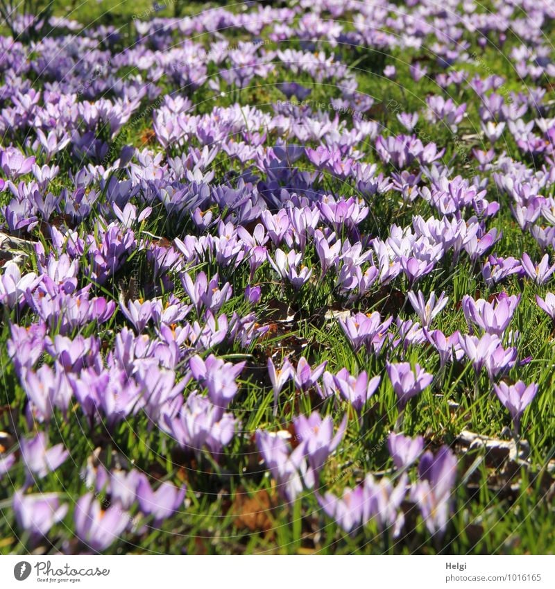 florid Environment Nature Landscape Plant Spring Beautiful weather Flower Grass Blossom Crocus Spring flowering plant Park Meadow Blossoming Illuminate Stand