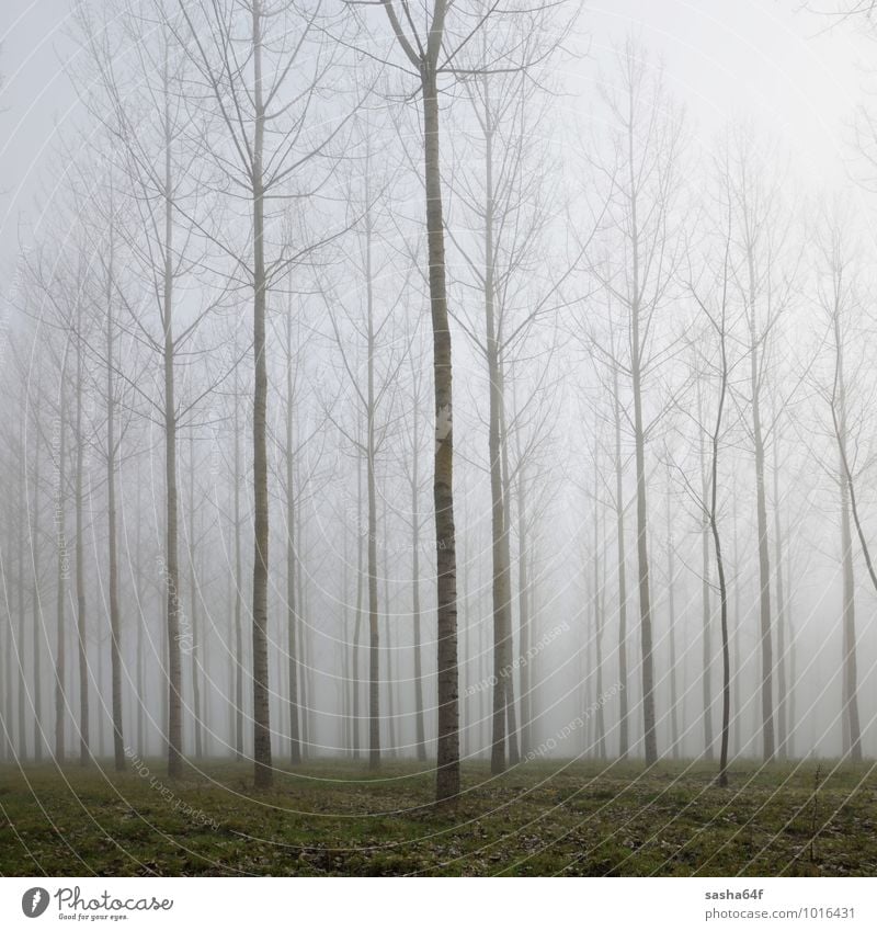 Forest in deap fog and autumn leaves on the green ground Environment Nature Landscape Autumn Weather Fog Rain Tree Leaf Dream Dark Natural Gloomy Soft Black