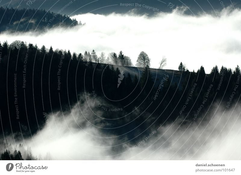 it floats Fog Clouds Black White Abstract Background picture Tree Autumn Black Forest Winter Light Sky Contrast Mountain Shadow Weather