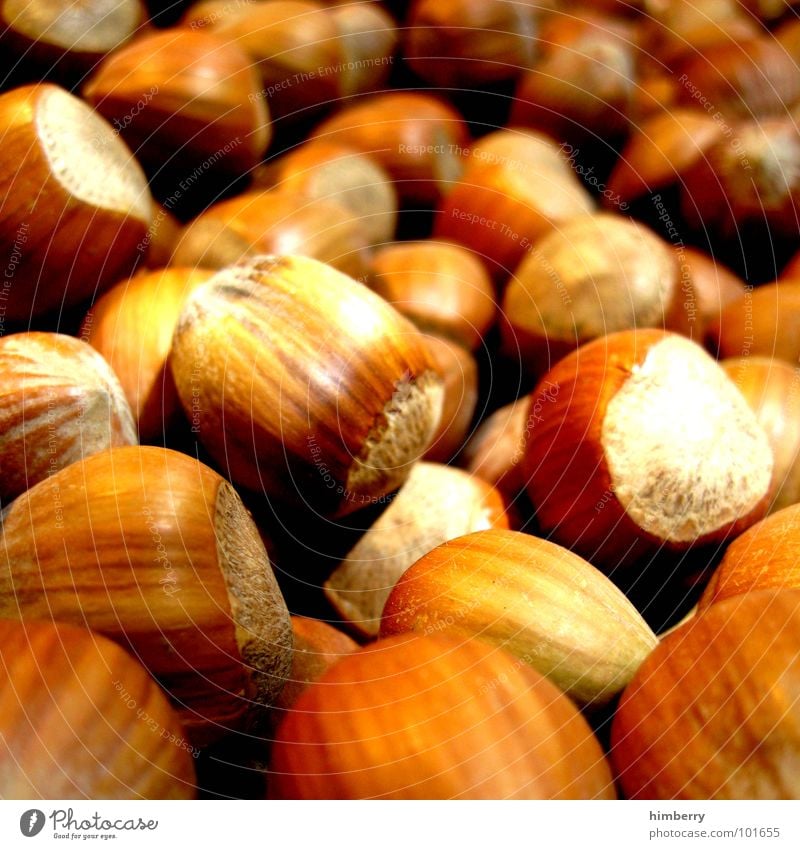 nut case Nut Hazelnut To break (something) Hard Macro (Extreme close-up) Close-up Autumn useful Nutrition Appetite Markets Organic produce raspberryoni