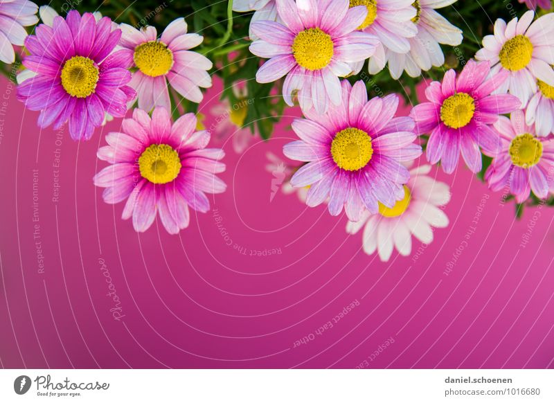 PINk Plant Summer Flower Blossom Pink Multicoloured Macro (Extreme close-up) Copy Space bottom