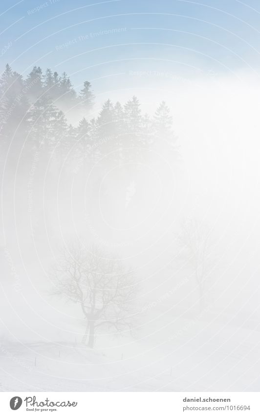 glasses fogged up Nature Winter Fog Ice Frost Snow Tree Forest Bright Blue White Subdued colour Deserted Copy Space left Copy Space right Copy Space top