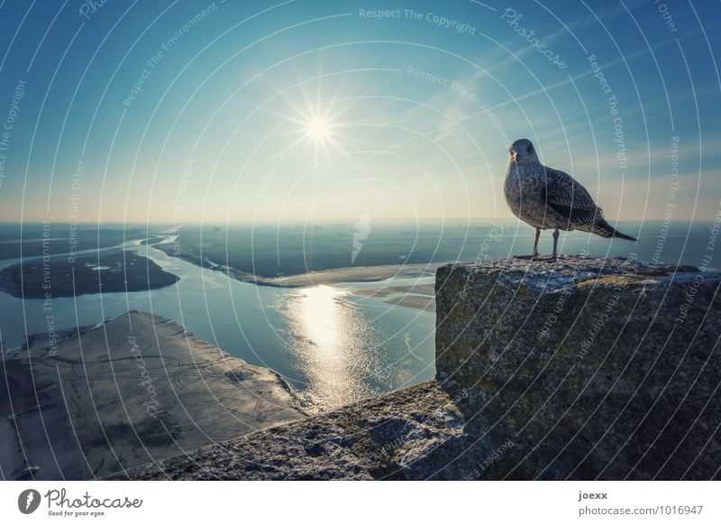 stopover Water Sky Horizon Beautiful weather River bank Island Mont St.Michel Wall (barrier) Wall (building) Tourist Attraction Bird 1 Animal Looking Old