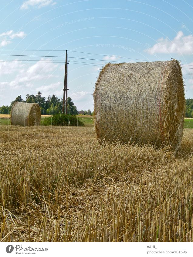 a round affair Straw Bale of straw Dry Field Electricity pylon Stubble field Stopper Harvest Thresh Combine Wheat Roll of straw Round Worm's-eye view Summer