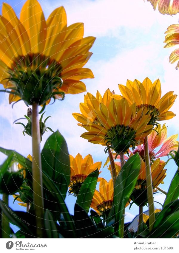 noonday gold Flower Sunflower Gazania Livingstone daisy Botany Yellow Summer Deserted Vertical Blossom Landscape Maturing time Plant Orange Graffiti Sky Nature