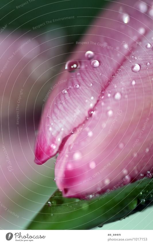 pink blossom Elegant Wellness Life Wedding Birthday Environment Nature Plant Drops of water Spring Summer Rain Flower Tulip Blossom Blossom leave Garden Water