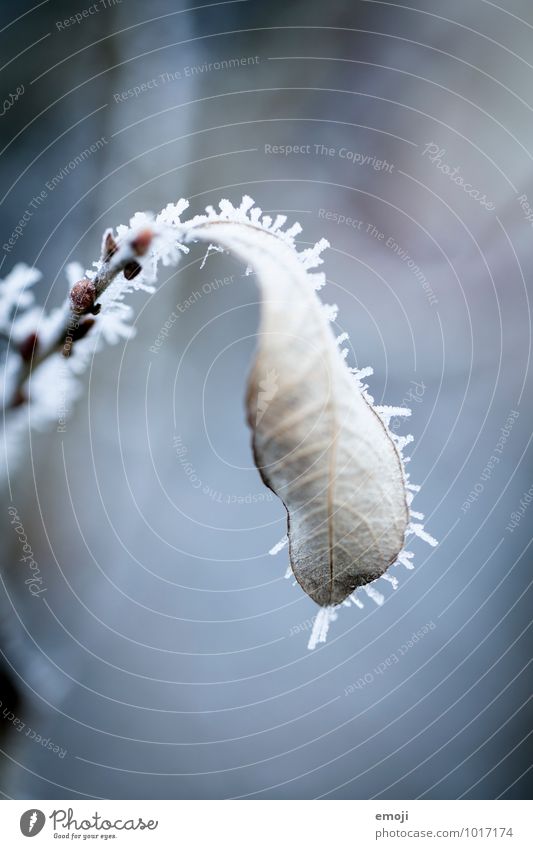 frost Environment Nature Plant Winter Ice Frost Snow Leaf Cold Blue Colour photo Exterior shot Macro (Extreme close-up) Deserted Day Shallow depth of field