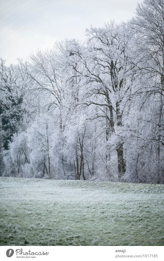 winter Environment Nature Landscape Winter Ice Frost Snow Plant Tree Meadow Forest Cold White Colour photo Exterior shot Deserted Day Long shot