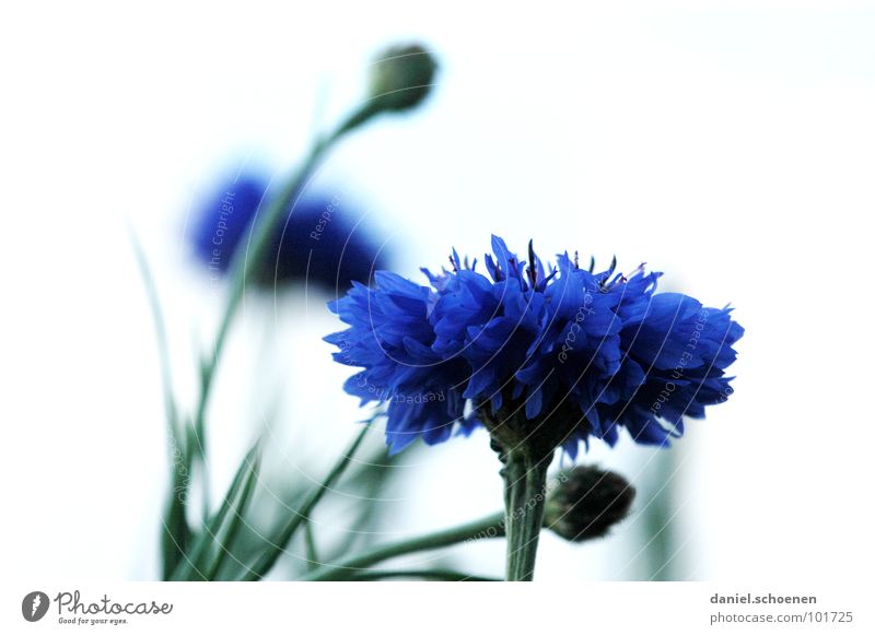 cornflower Blossom Flower Abstract Background picture Blur Violet Green Spring Summer Cornflower White Detail Macro (Extreme close-up) Blue