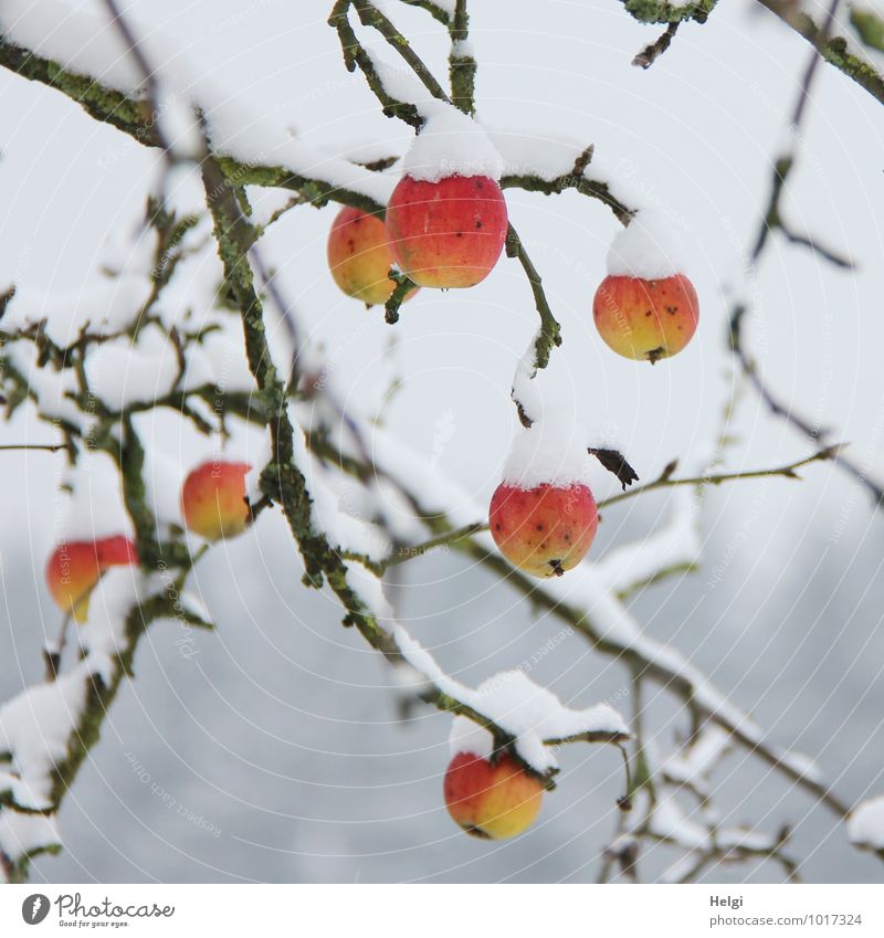 well chilled... Food Fruit Environment Nature Plant Winter Snow Tree Apple tree Branch Garden Freeze Hang Esthetic Authentic Exceptional Fresh Healthy Cold