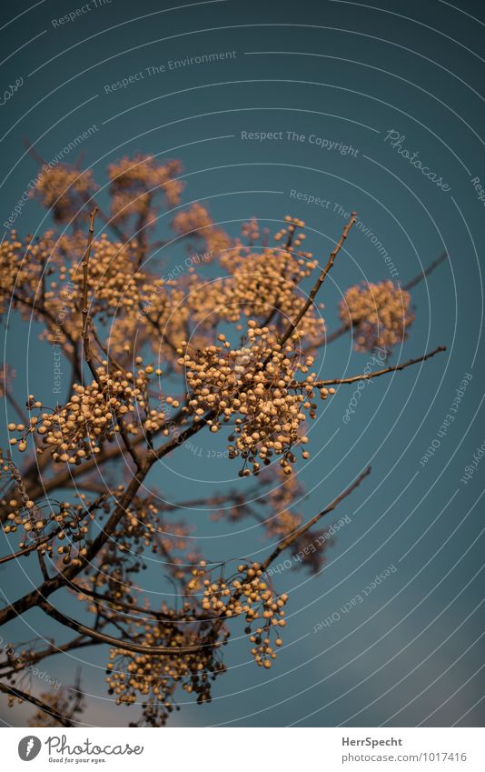 winter berries Winter Plant Tree France Exceptional Beautiful White Leafless Berry seed head Berries Rawanberry Branch Seed head Nature Lush Colour photo