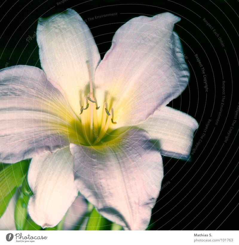 Il fiore Flower White Green Plant Pollen Open Undo Stalk Blossom Grass flowers Success Happy