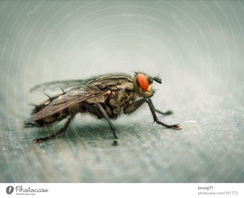 Sarcophaga lateral. Flesh fly Insect Annoy Macro (Extreme close-up) Sarcophaga carnaria Fly Flying Wing Calculation bothersome Pests