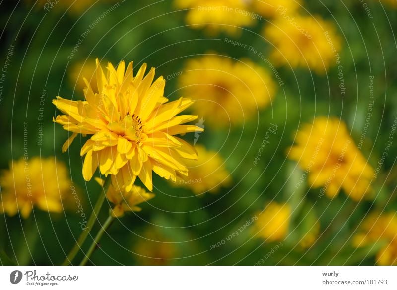 Sunny day. Summer Garden Lamp Plant Spring Flower Grass Meadow Crazy Yellow Green Dandelion Bushy Flower meadow Flowerbed Lighting Sunflower Blossom Rudbeckia