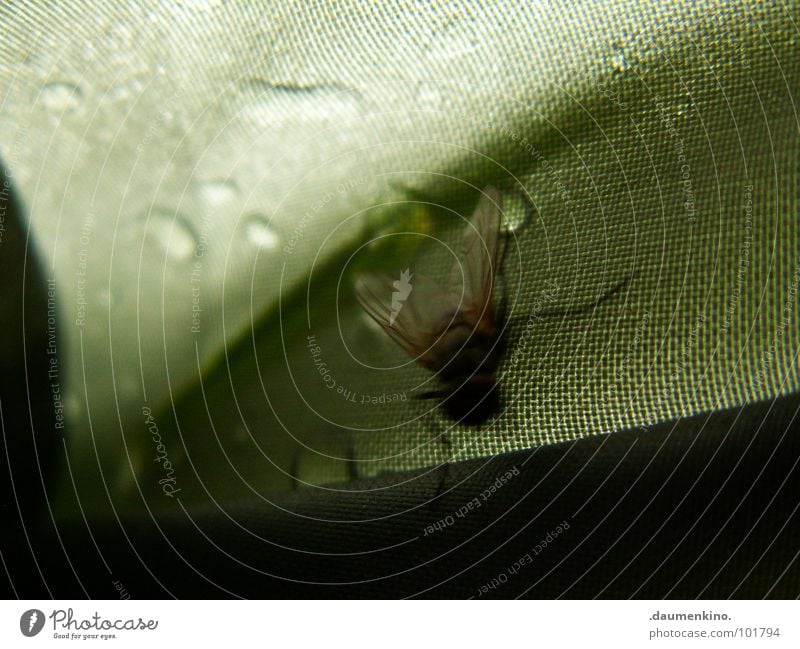 muse Fly Tent Wet Damp Speed Annoying Macro (Extreme close-up) Close-up Wing tarpaulin Water Drops of water Rain Legs Corner bothersome nimble Eyes