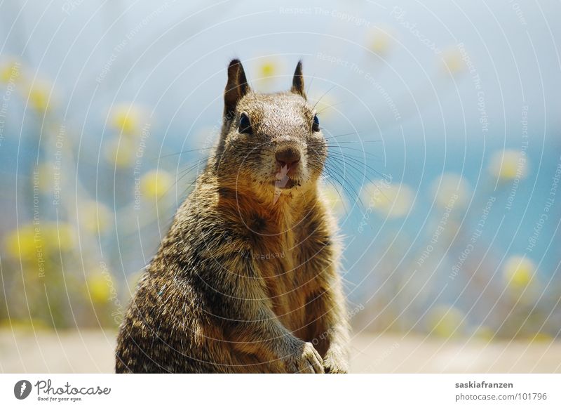 Ground squirrels. Animal Pelt Brown Curiosity Coast Ocean Flower Yellow Mammal USA big sur Water Blue Sky