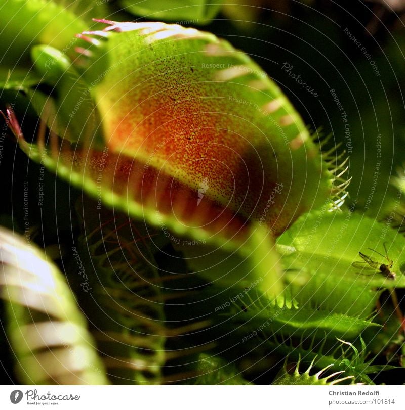 carnivores Plant Green Red To feed Captured Dangerous Venus' flytrap Carnivorous plants attractants Nutrition Ambush