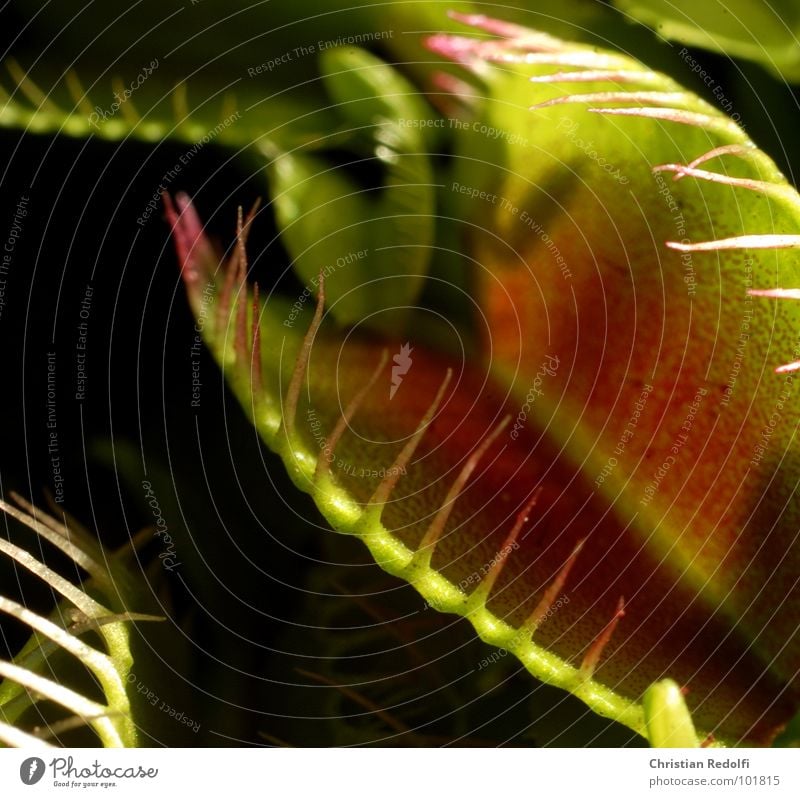 Carnivore of the 2. Plant Green Red To feed Captured Macro (Extreme close-up) Close-up Venus' flytrap Carnivorous plants attractants Nutrition Ambush