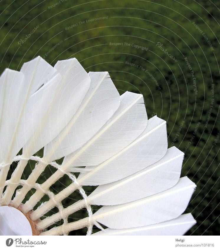 Close-up of feathers of a badminton in front of a green lawn Badminton White Playing Green Leisure and hobbies Macro (Extreme close-up) Feather Keel