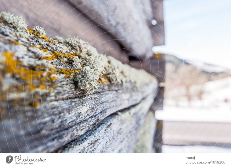 freeloaders Moss Wild plant Lichen House (Residential Structure) Hut Wooden hut Hayrick Wall (barrier) Wall (building) Old Natural Pallid Joist Wooden wall