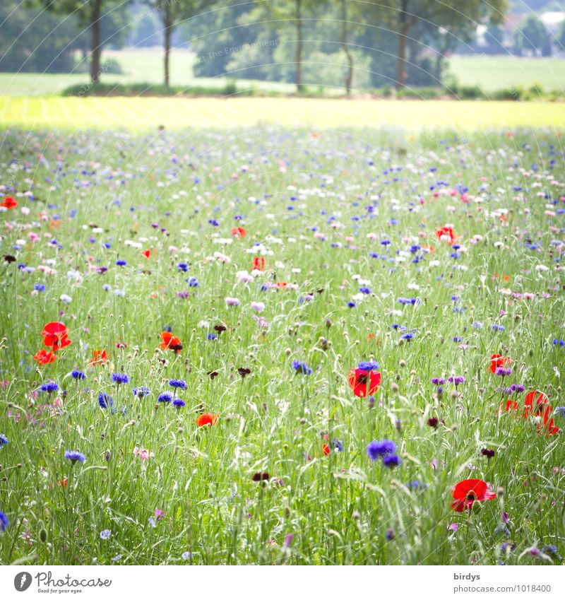 Flower meadow in summer , many blooming flowers Spring Blossoming Beautiful weather Landscape Meadow flower bee meadow poppies Summer Tree grasses Fragrance