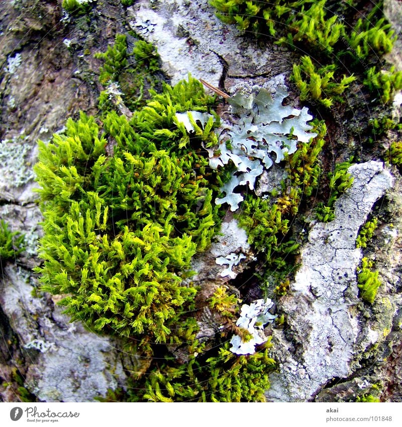 Nothing going on without moss Botany Moss Maturing time Agriculture Green Growth Black Forest Black Forest mountain Plant Macro (Extreme close-up) Close-up