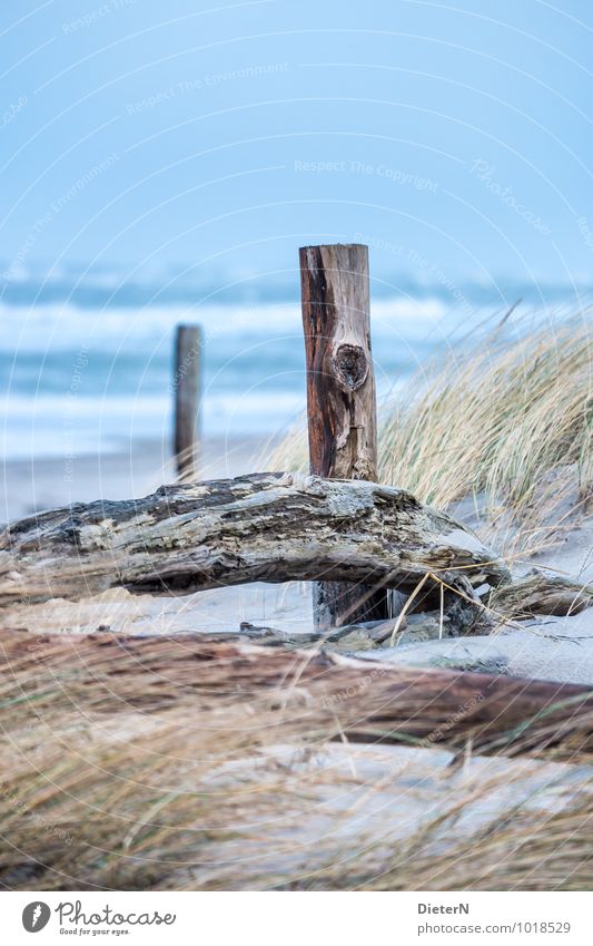 flotsam and jetsam Nature Landscape Sand Sky Cloudless sky Horizon Plant Grass Coast Baltic Sea Blue Brown Yellow Darss Mecklenburg-Western Pomerania Beach dune